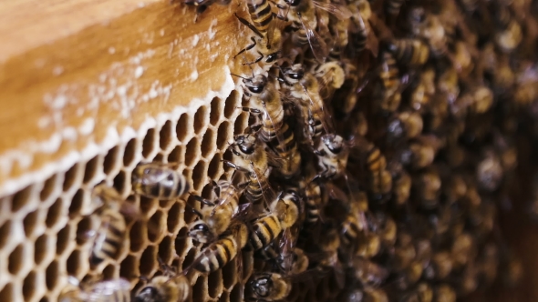 Bees Collect Nectar. Beehive in the Apiary alt