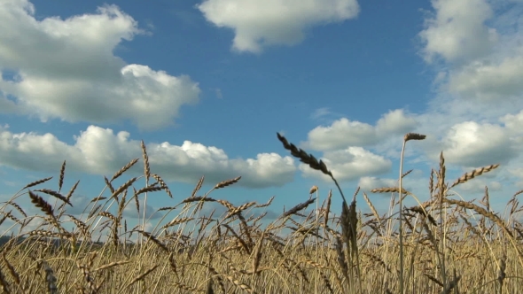 Wheat Crop on the Field Against the Blue Sky