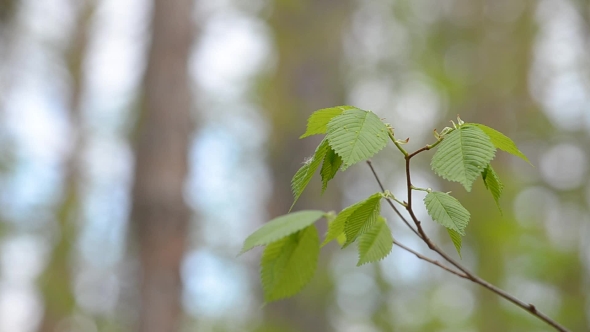 Green Leaves Against a Backdrop of Pine Forests alt