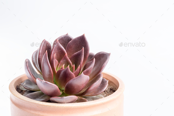 purple succulent plant closeup - Stock Photo - Images