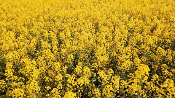 Low Level Flight Over Blooming Rapeseed Field alt