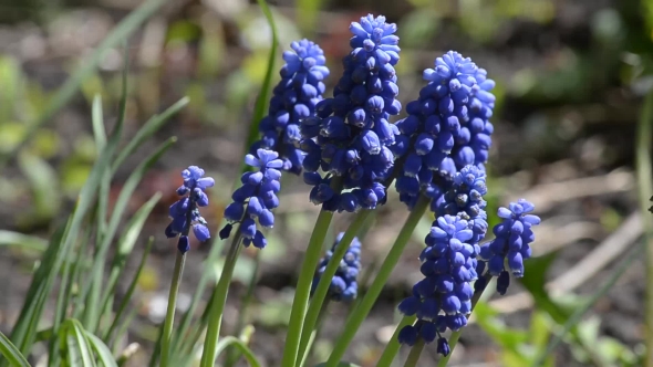 Blue Muscari Blooming
