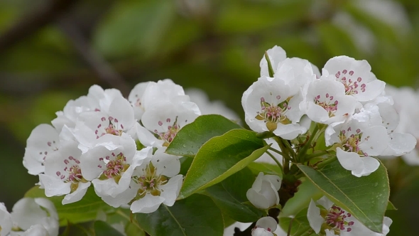Flowering Pear alt