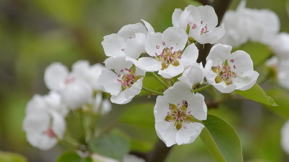 Flowering Pear