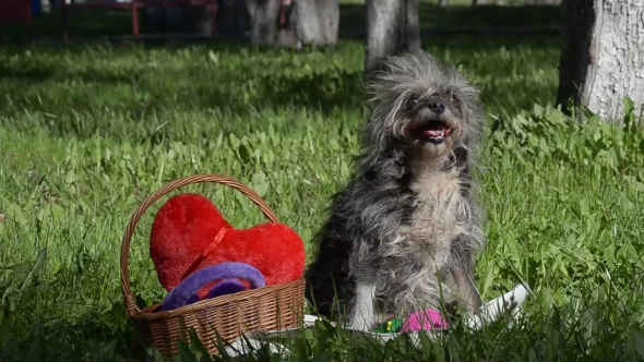 The Little Dog Sits Beside a Basket of Toys on the Grass