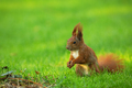 Squirrel (Sciurus vulgaris) - PhotoDune Item for Sale