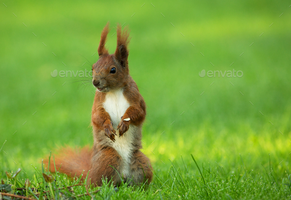 Squirrel (Sciurus vulgaris) stands upright - Stock Photo - Images