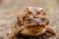 Common toads in the course of the copulation.View from the front - PhotoDune Item for Sale