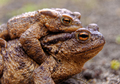 Common toads in the course of the copulation.View from the side - PhotoDune Item for Sale