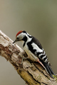 Middle spotted woodpecker (Dendrocopos medius) sitting  - PhotoDune Item for Sale