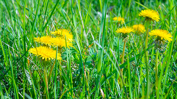 Dandelions Blossom at Dawn