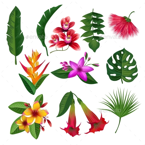 Tropical Plants Hawaii Flowers Leaves and Branches - Organic Objects Objects