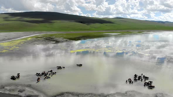 Free Herd of Animals in Natural Lake Water in Treeless Terrestrial Geography alt