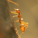 Ants - VideoHive Item for Sale