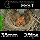 Bird Feeding Chicks - VideoHive Item for Sale