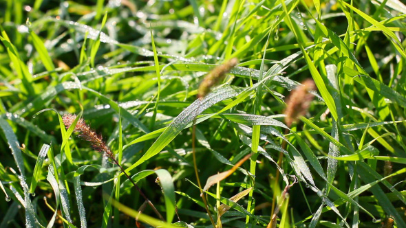 Fresh Green Grass Natural Background