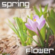 Spring Flower - VideoHive Item for Sale