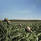 Artichoke Growing On The Field Under The Sun - VideoHive Item for Sale