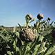 Artichokes Are Ready For Harvest - VideoHive Item for Sale