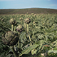 Globe Vegetable Artichokes Plant - VideoHive Item for Sale