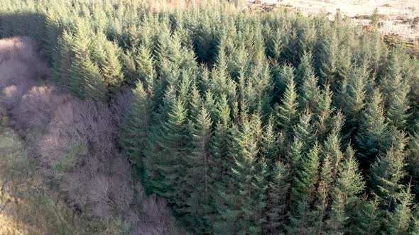Aerial View of Forest in a Peatbog in County Donegal  Ireland alt