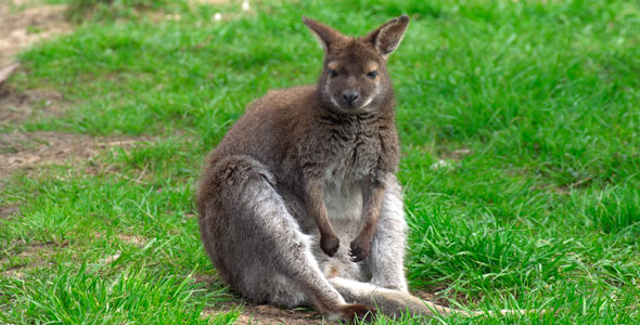 Kangaroo, Stock Footage | VideoHive