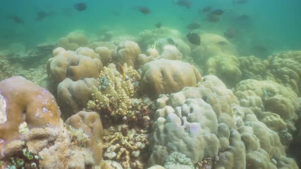 Coral Reef and Tropical Fish alt