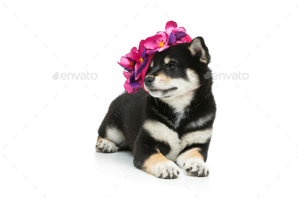 Beautiful Shiba Inu Puppy In Pink Hat Stock Photo By Svetography