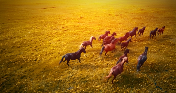 A Herd of Running Horses at Sunset alt
