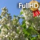 White Lilac Against the Blue Sky White Lilac Against the Blue Sky - VideoHive Item for Sale