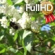 Bumblebee on Blooming Lilac in Spring Bumblebee on Blooming Lilac in Spring - VideoHive Item for Sale