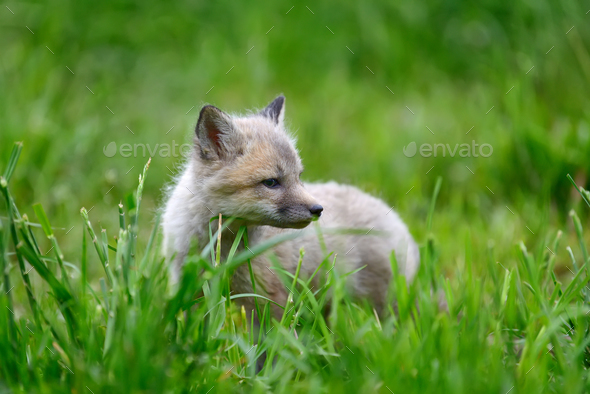 Baby silver fox