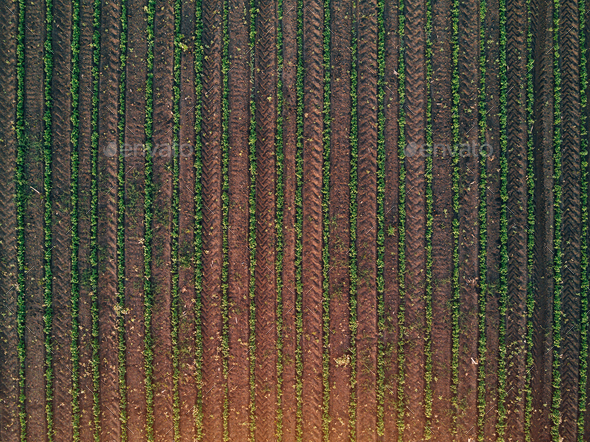 Aerial view of soybean field, drone pov top view