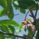 Petals and Stems of Pink Blossom Plumeria Flower Moving By the Wind. Green Leaves Swinging in the - VideoHive Item for Sale