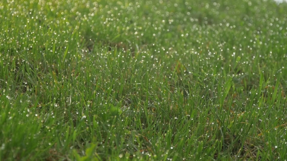 Dew on the Grass
