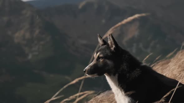 Dog on Background of Mountains Sniffs Air Sits in Dry Grass That Sways in Wind alt