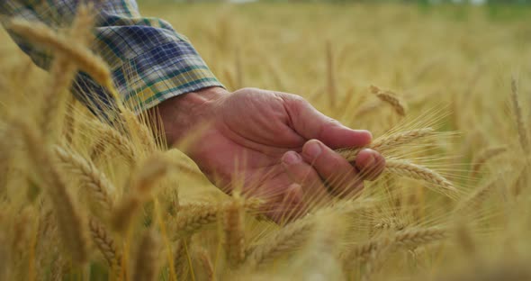 Close up of farmer touching wheat crop ears to control it quality in grain field