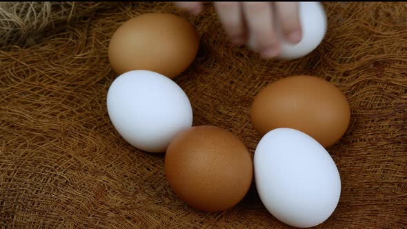 A Closeup of a Child's Hand Taking Chicken Eggs From a Roost