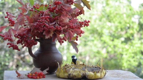 Birds Pecking Sunflower Seeds