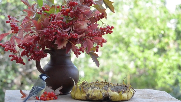 Birds Pecking Sunflower Seeds alt
