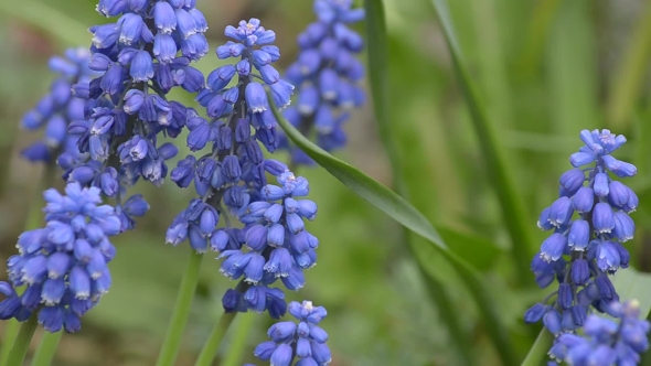 Blue Muscari Blooming, .