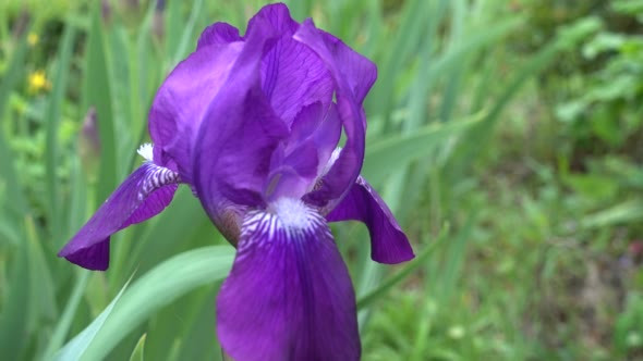 Purple Iris in a Garden Against a Green Plants