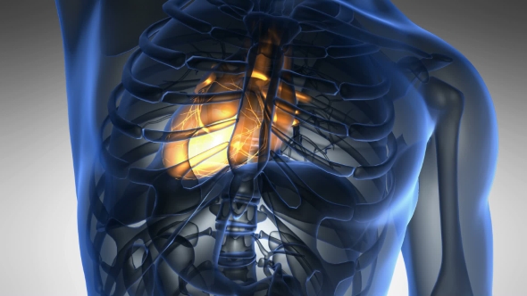 Anatomy Scan of Human Heart, Motion Graphics | VideoHive