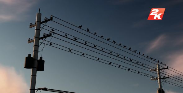 Birds Standing On The Electric Pole-4