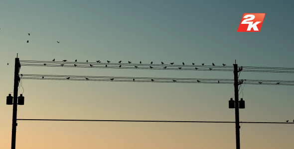 Birds Standing On The Electric Pole-8