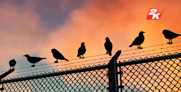 Barbed Wire And Birds-2