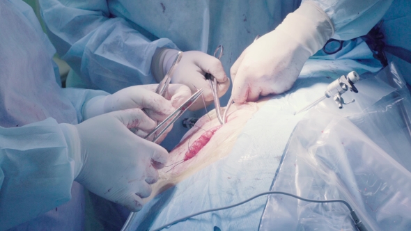 Surgical Operation of the Abdomen. Suturing