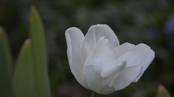 Tulip Blooms in Nature