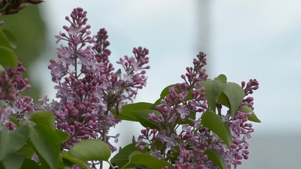 Flowering of Lilac To Cold
