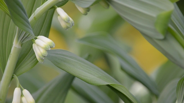 Blooming Bells of Solomon's Seal alt
